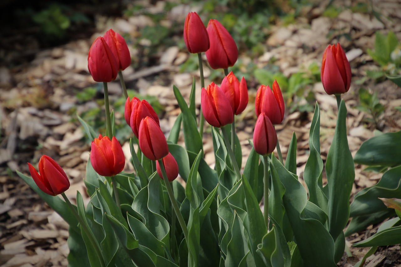 spring  garden  tulips free photo