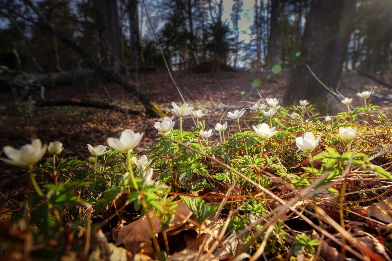 spring  bloom  forest free photo