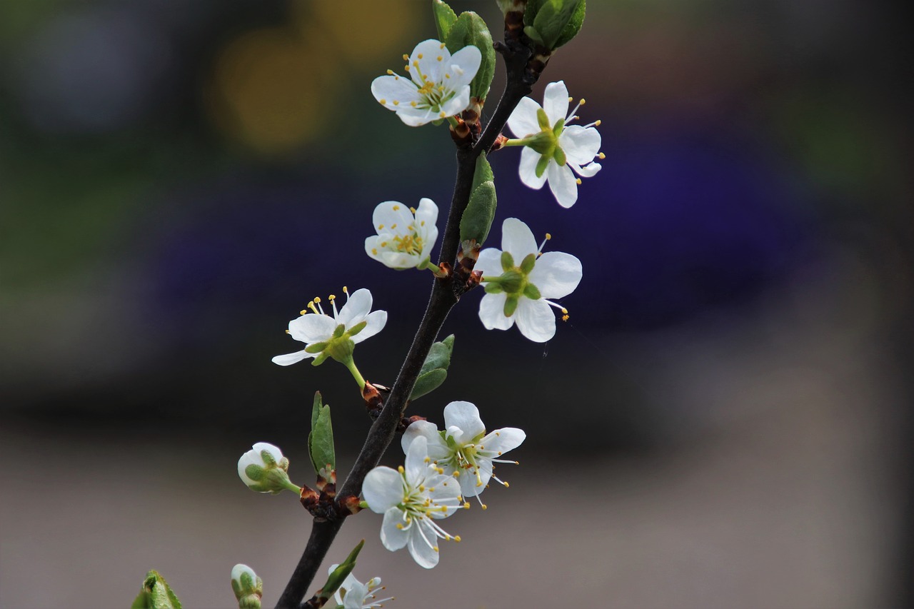 spring  delicate  sprig free photo