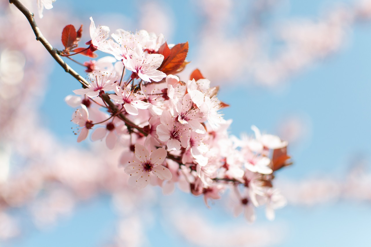 spring  flowers  tree free photo