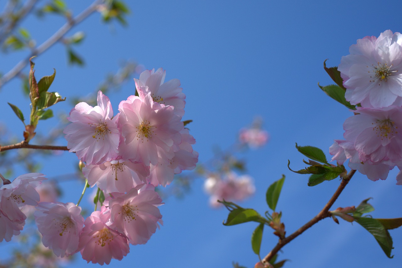 spring  cherry tree  cherry blossom free photo