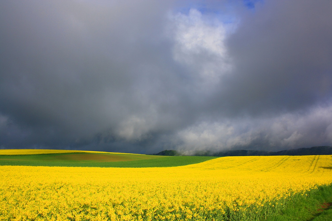 spring  field of rapeseeds  nature free photo