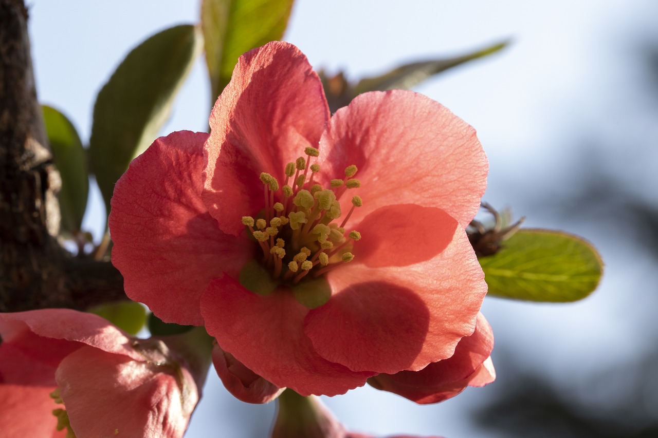 spring  spring flowers  nature free photo