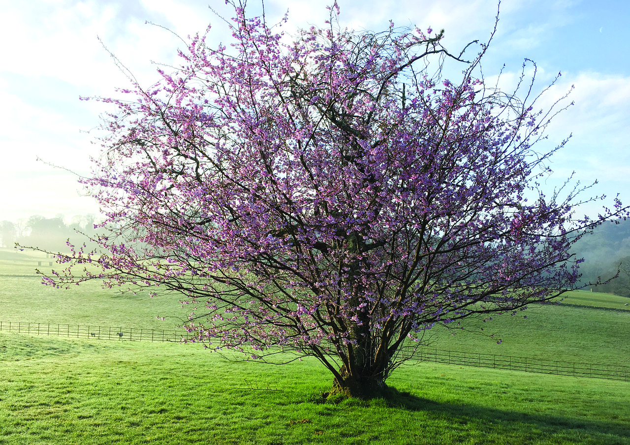 spring  flower  tree free photo