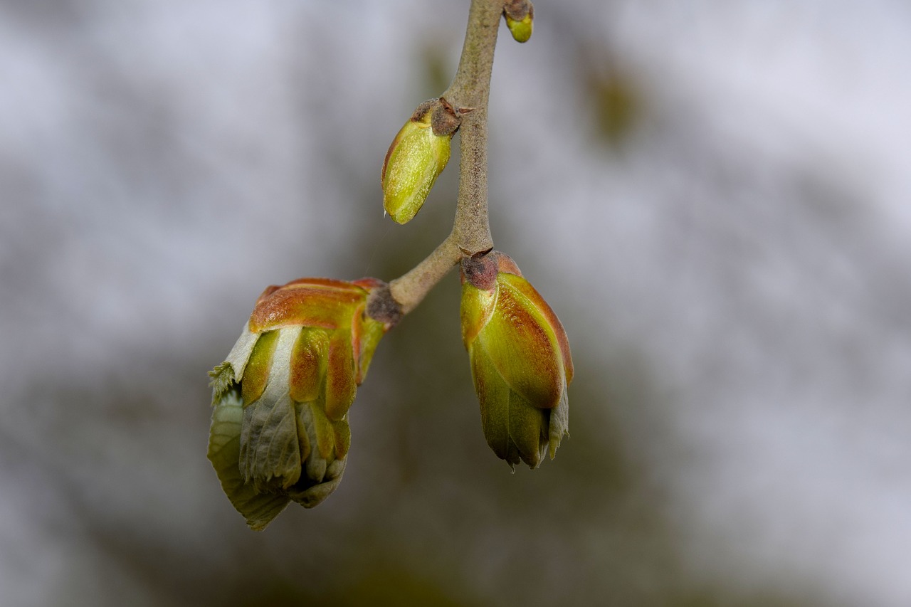 spring  bud  plant free photo