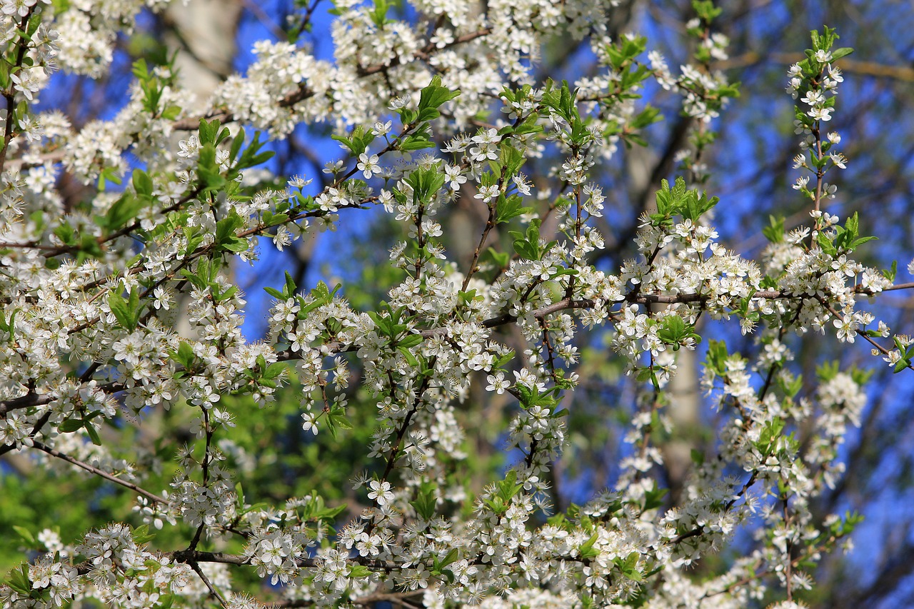spring  bloom  tree free photo