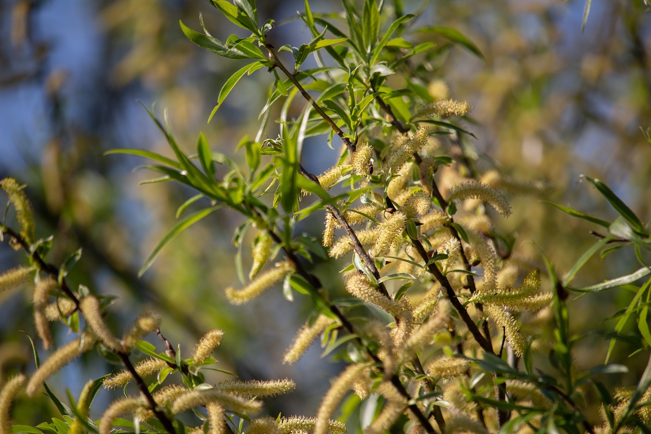 spring  bough  tree free photo