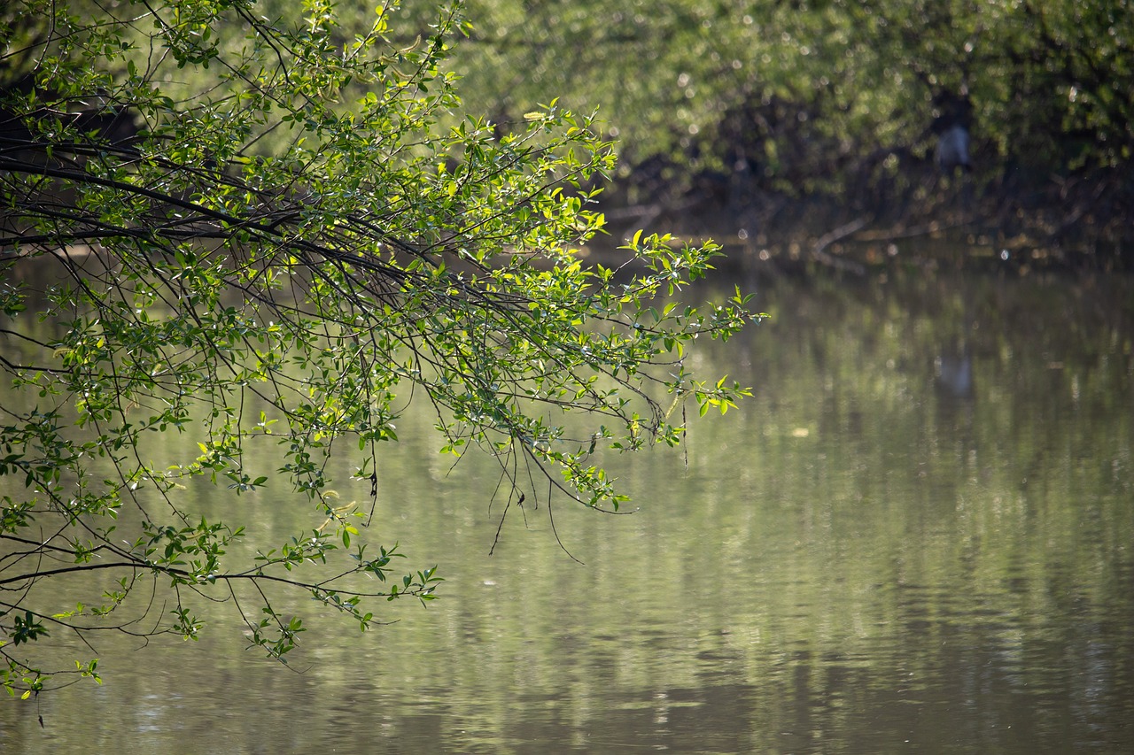 spring  bough  tree free photo