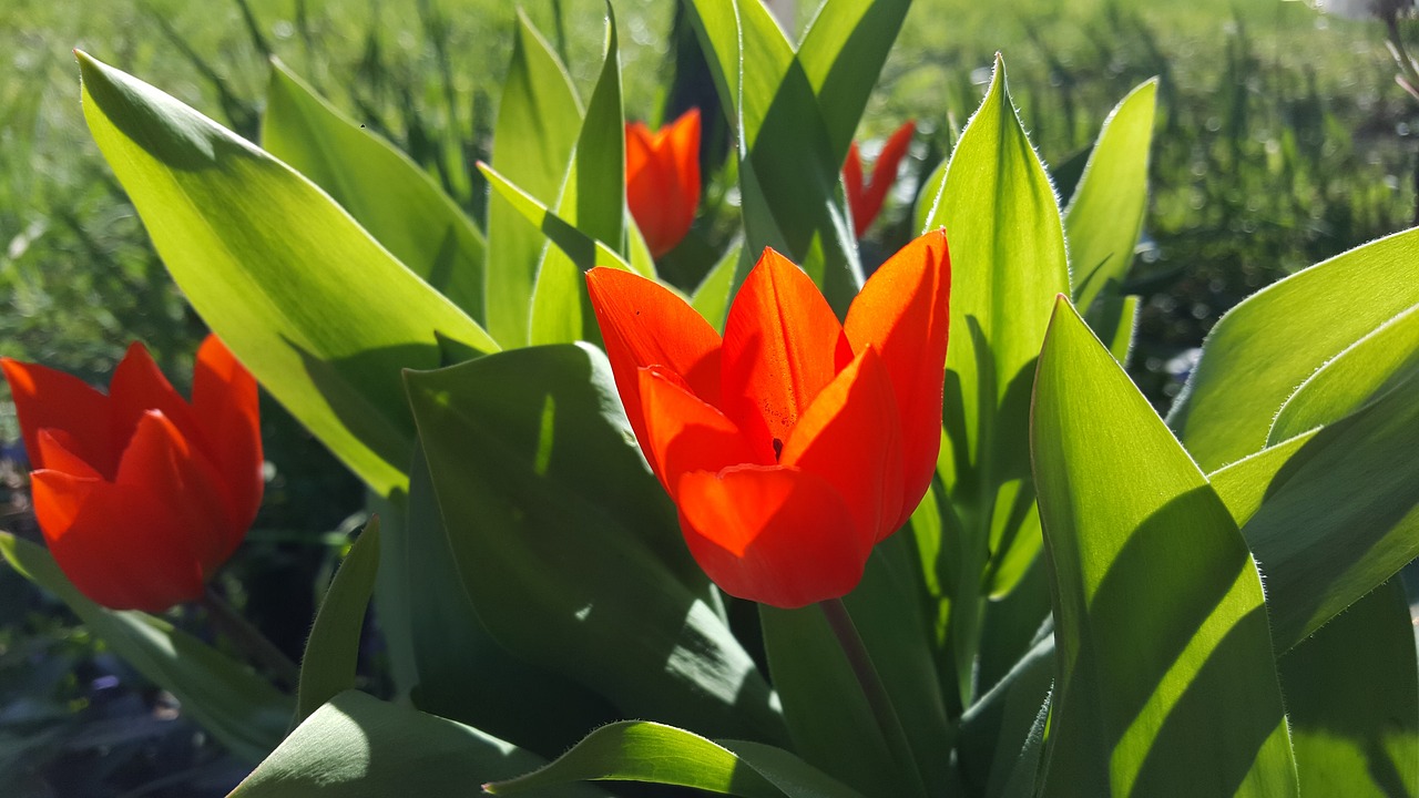 spring  flowers  tulips free photo