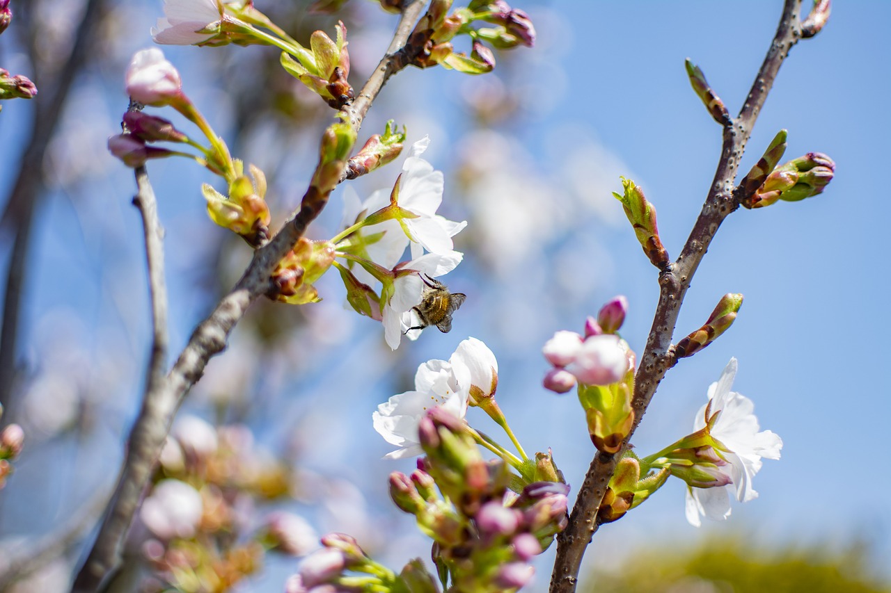 spring  sunny  flowers free photo