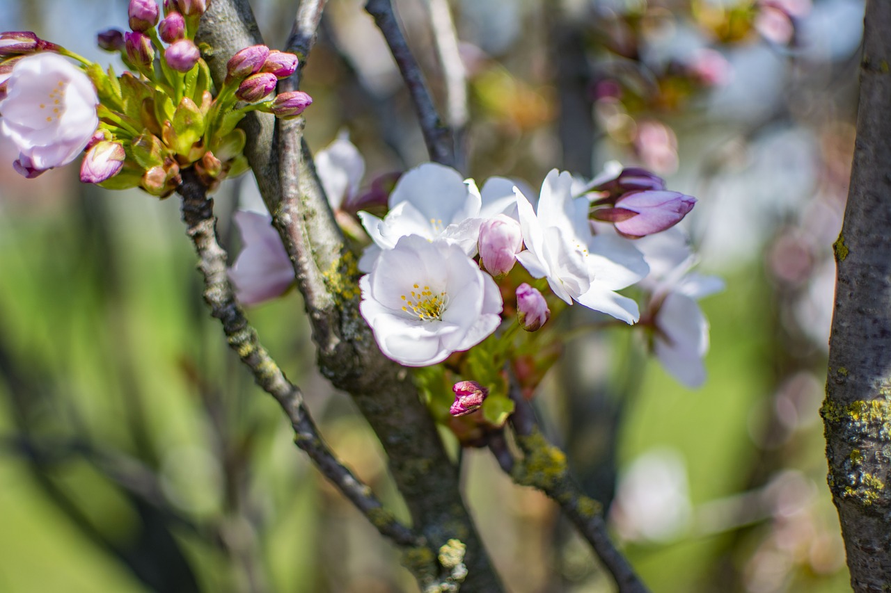 spring  sunny  flowers free photo