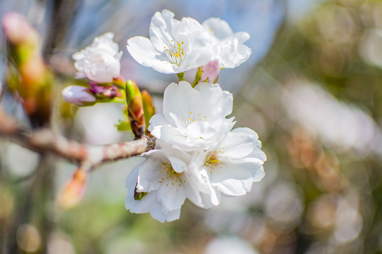 spring  sunny  flowers free photo