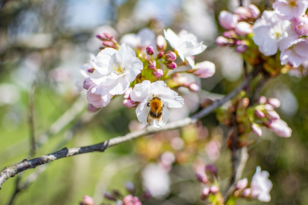 spring  sunny  flowers free photo