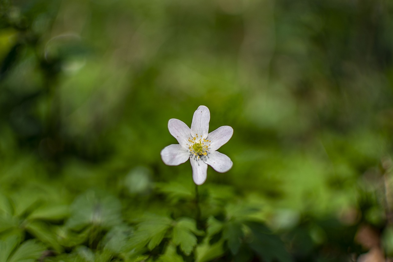 spring  sunny  flowers free photo