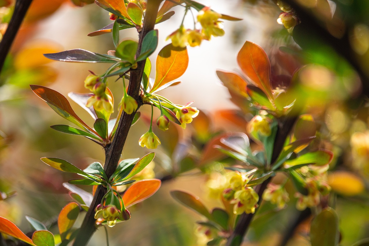 spring  branch  bush free photo