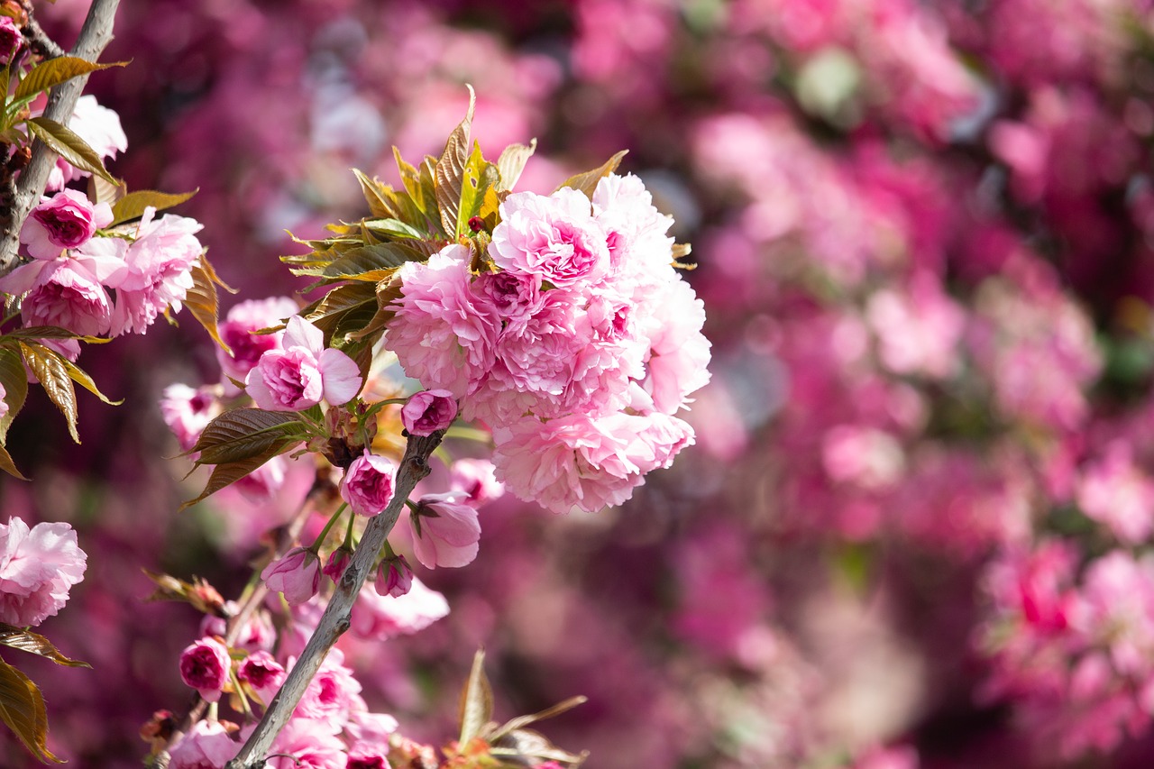 spring  flower  tree free photo