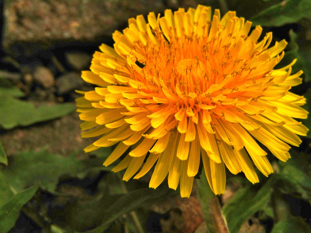 spring  dandelion  close up free photo