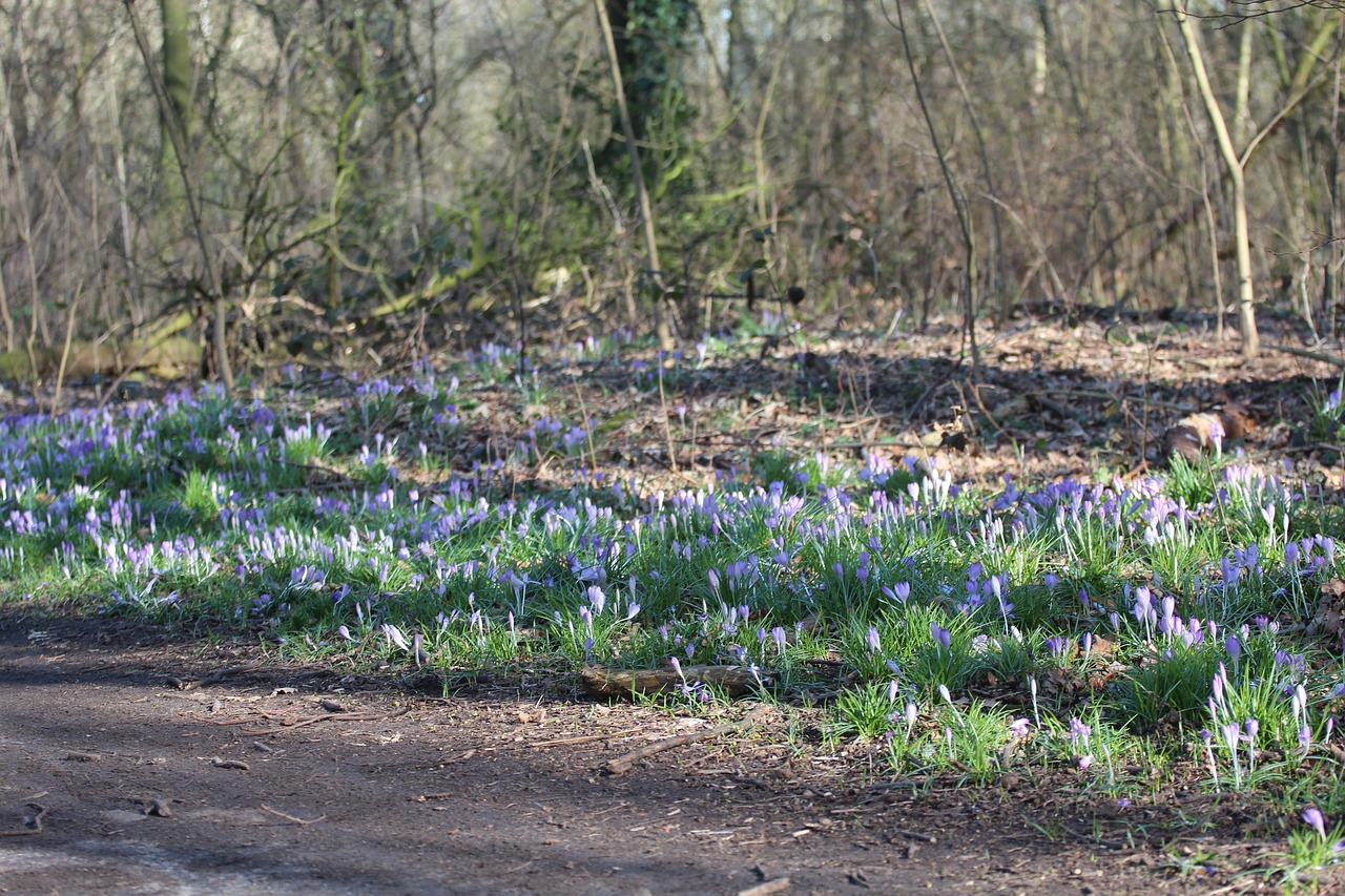 spring  flowers  forest free photo