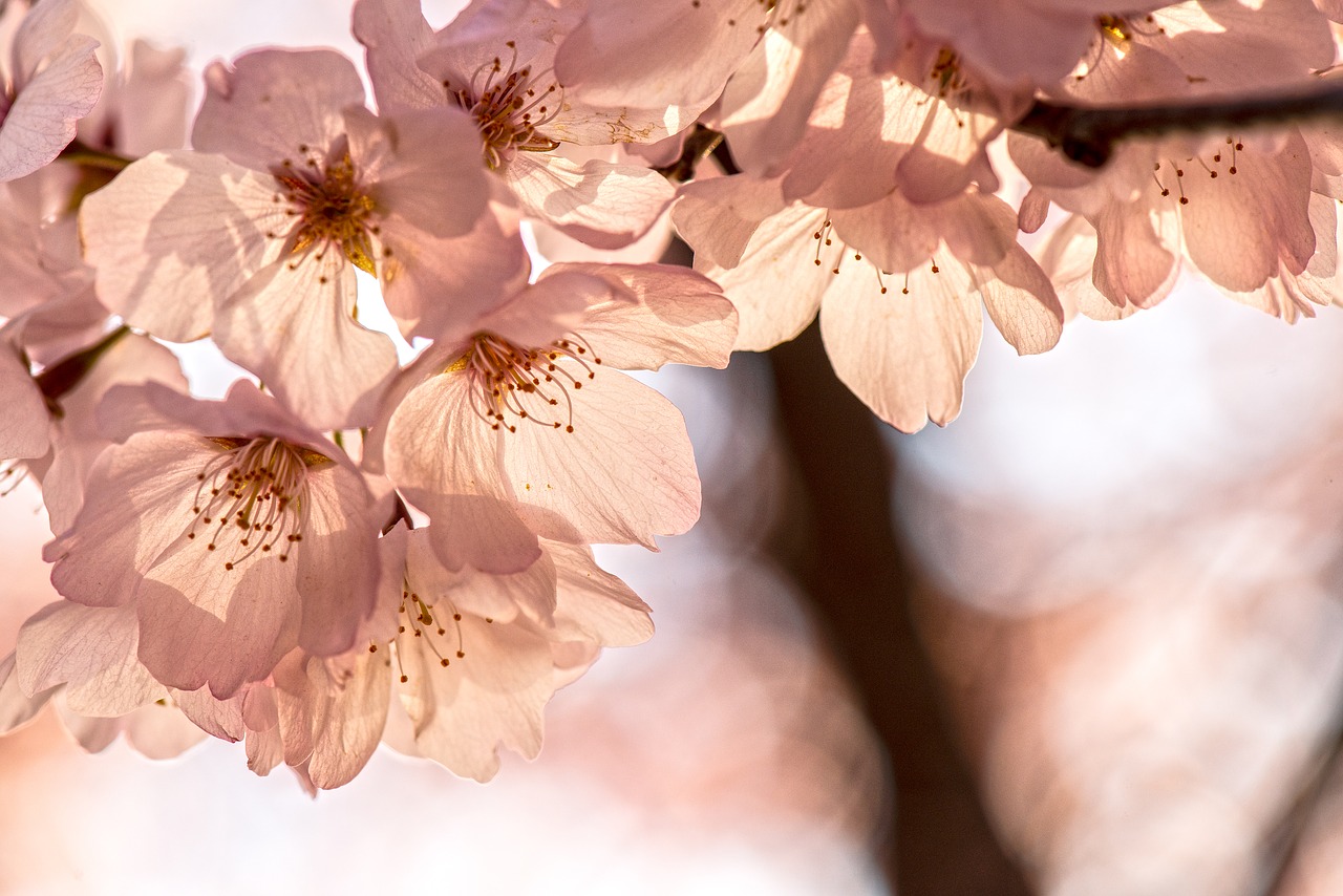 spring  sakura  cherry blossoms free photo