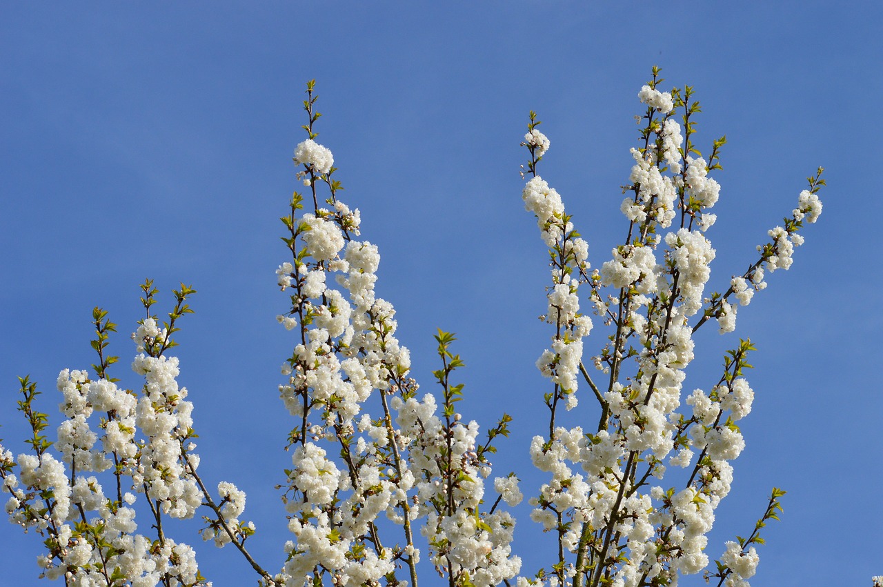 spring  cherry  tree free photo