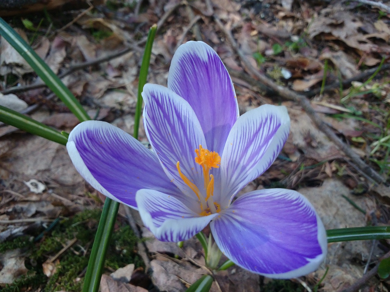 spring  forest  nature free photo