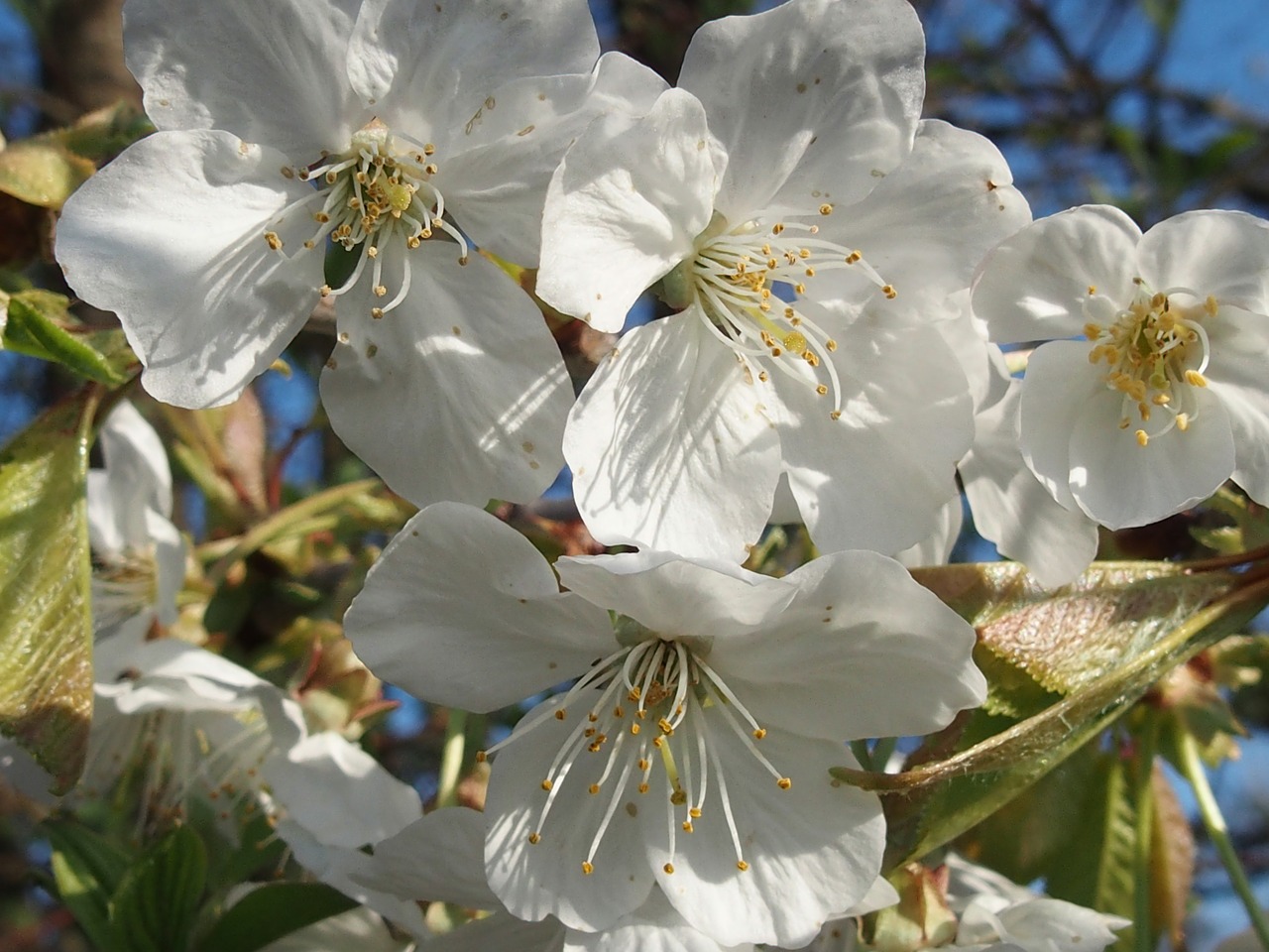 spring  cherry blossom  white free photo