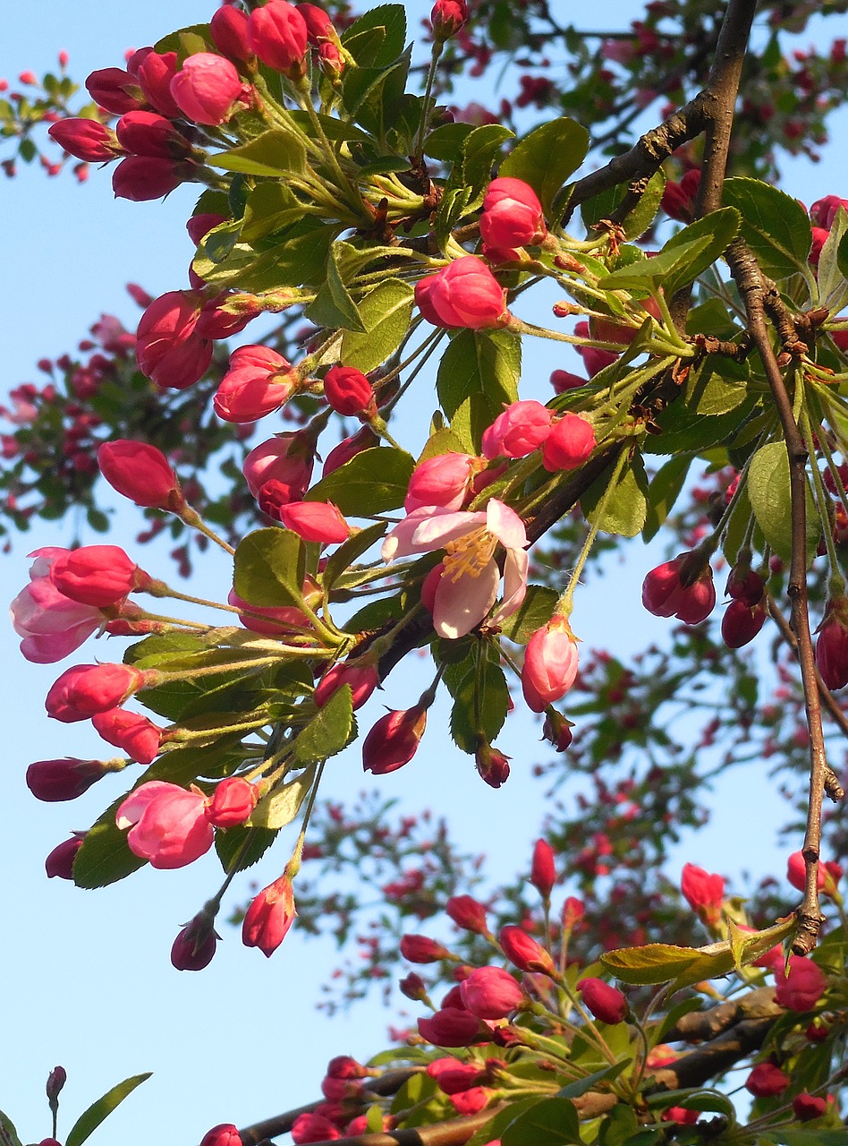 spring  tree  buds free photo