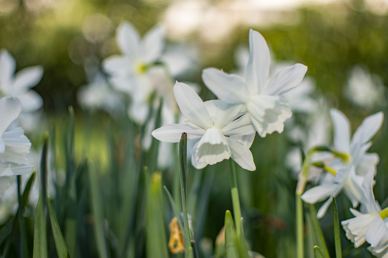 spring  flowers  white free photo