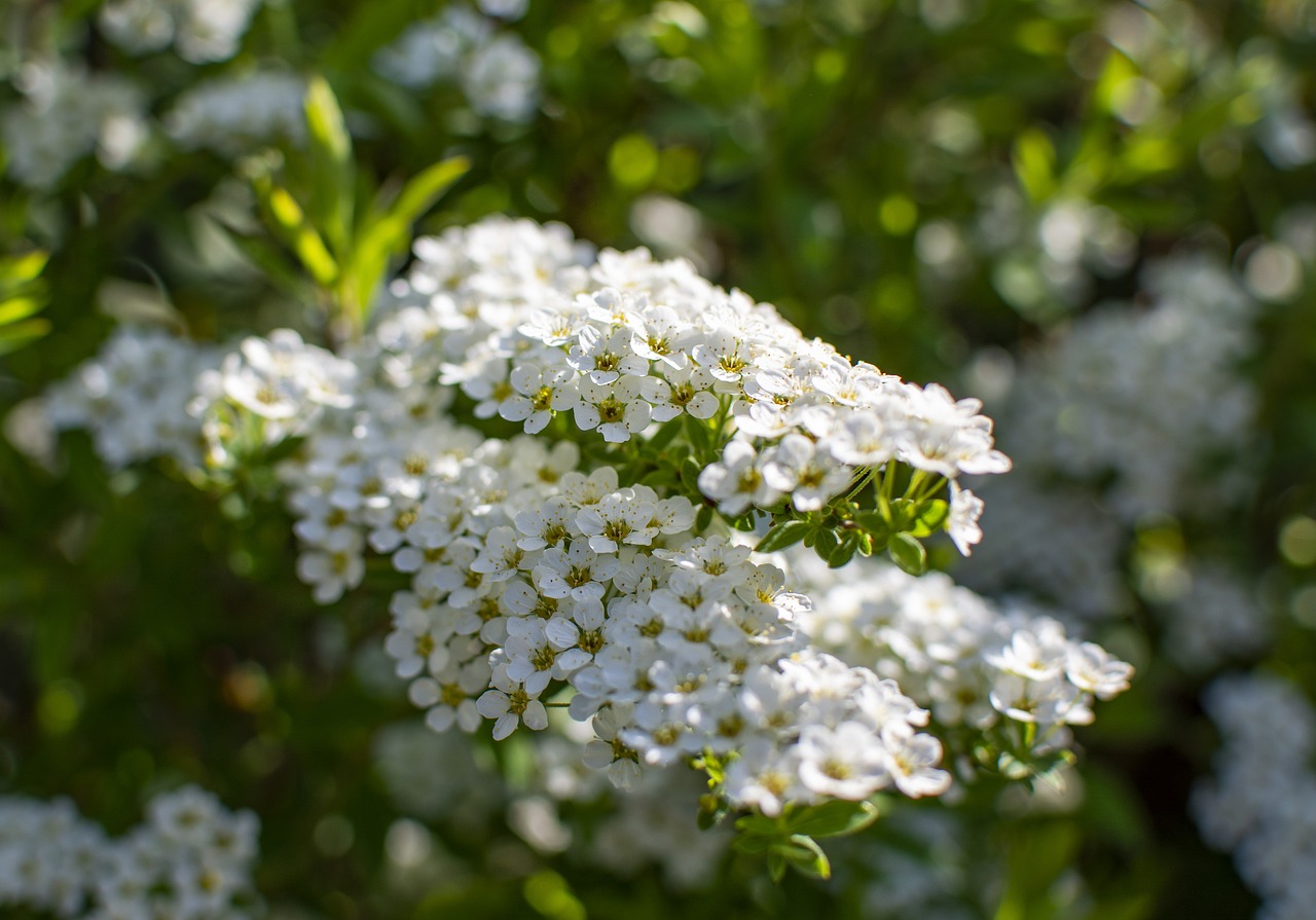 spring  flowers  season free photo