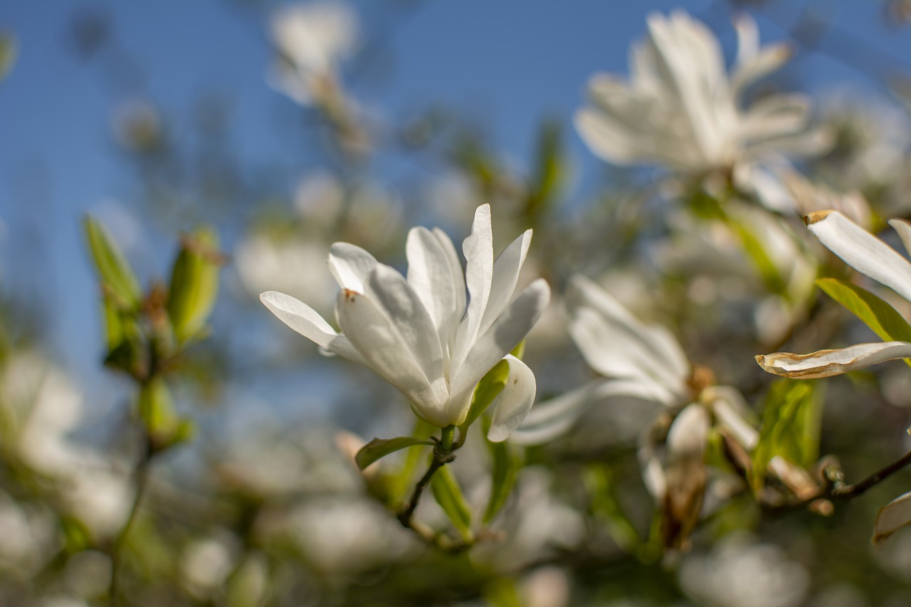 spring  flowers  season free photo