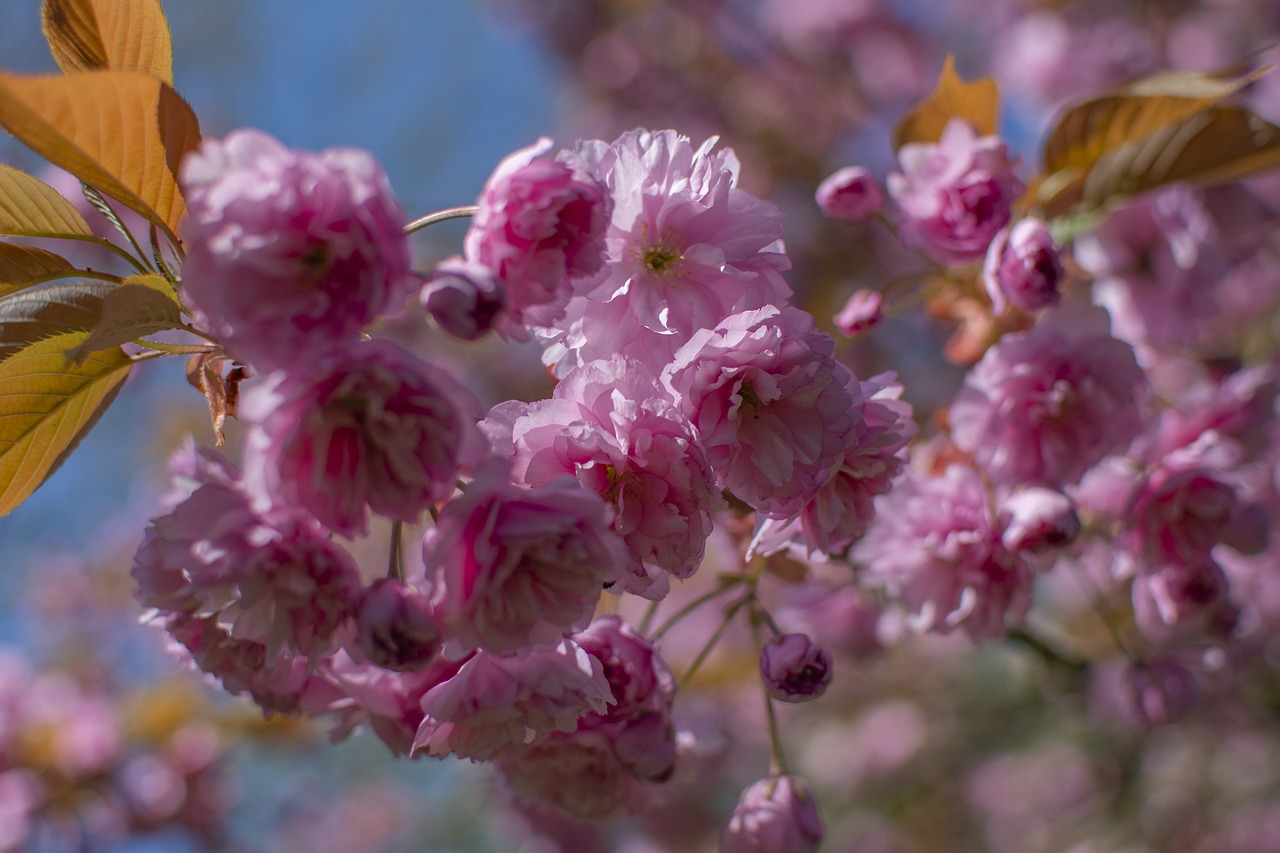 spring  flowers  season free photo