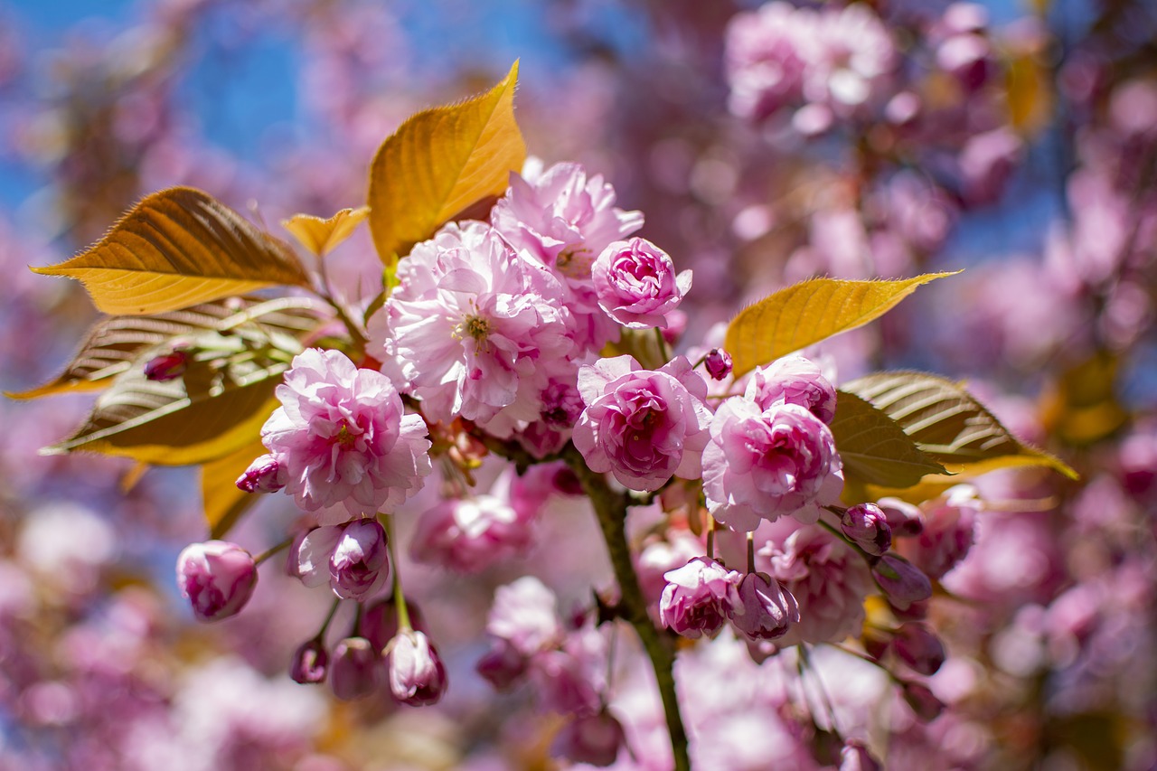 spring  flowers  season free photo