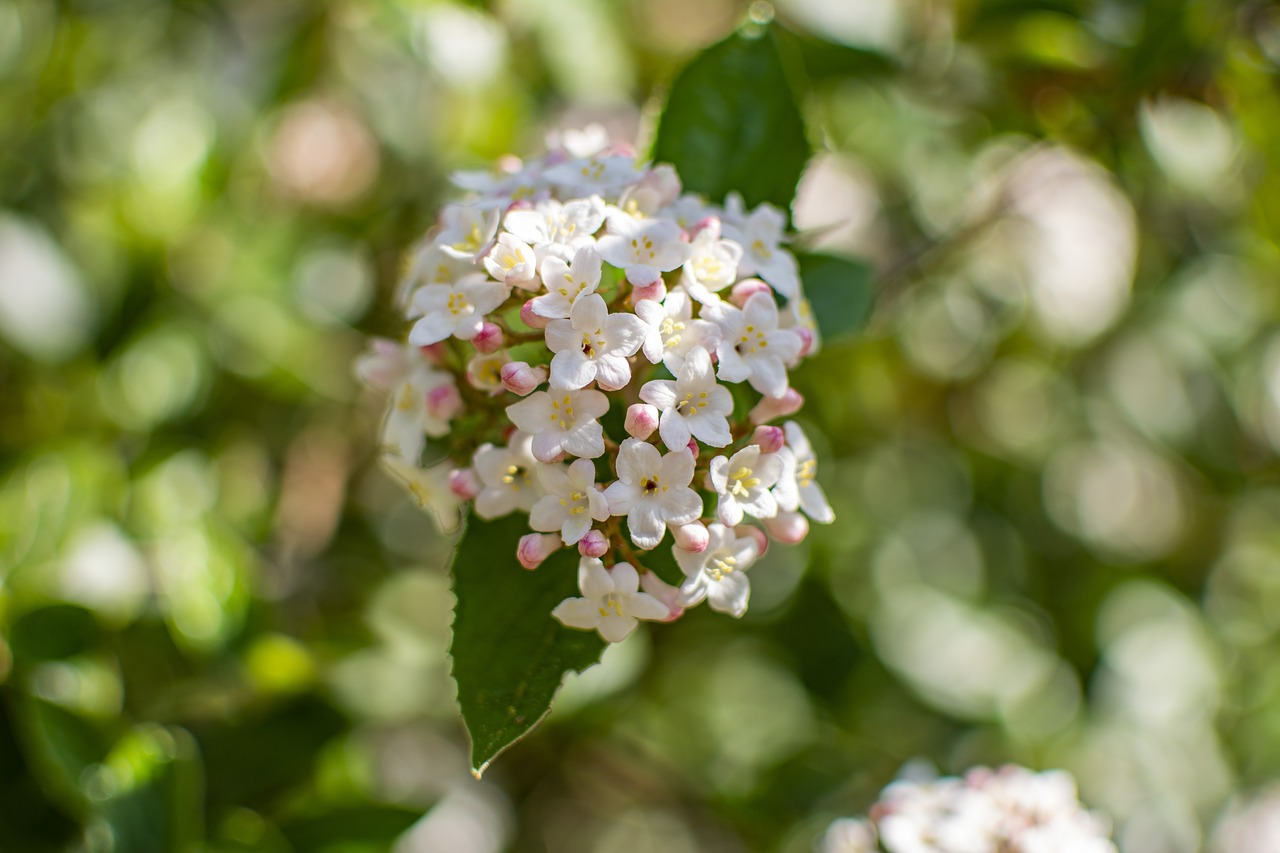 spring  flowers  season free photo