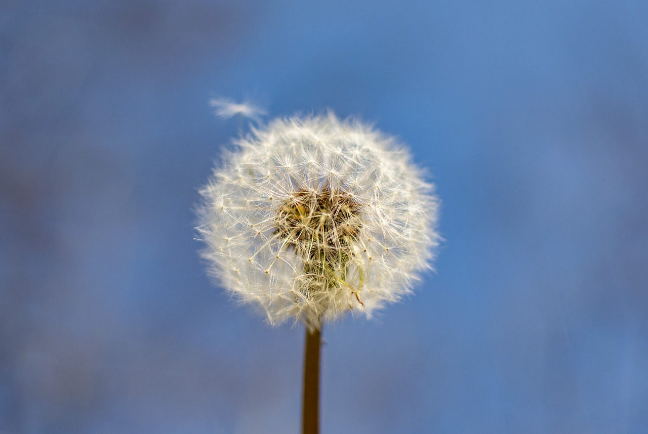 spring  flowers  season free photo