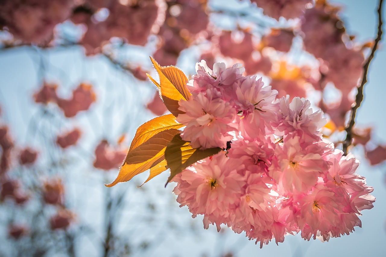 spring  flowers  pink free photo