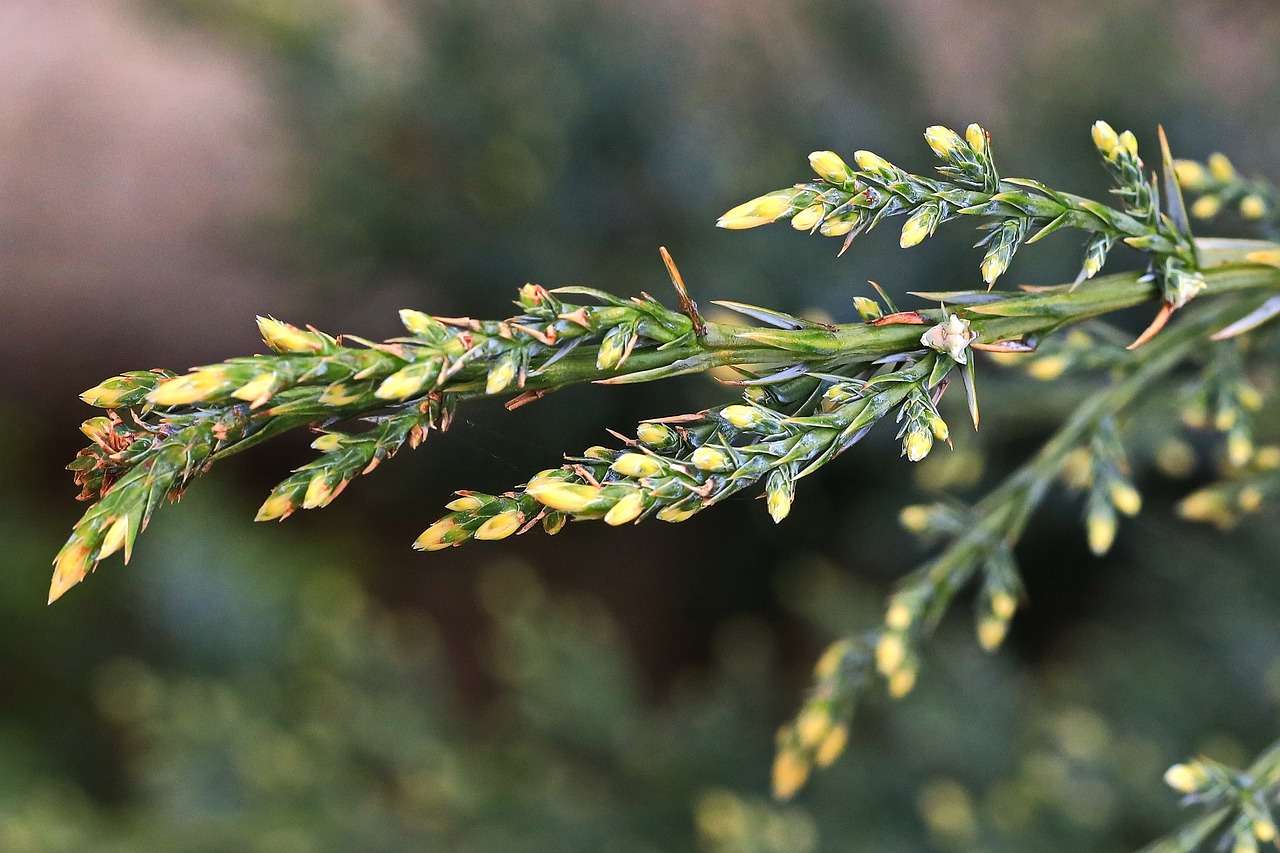 spring  branch  nature free photo