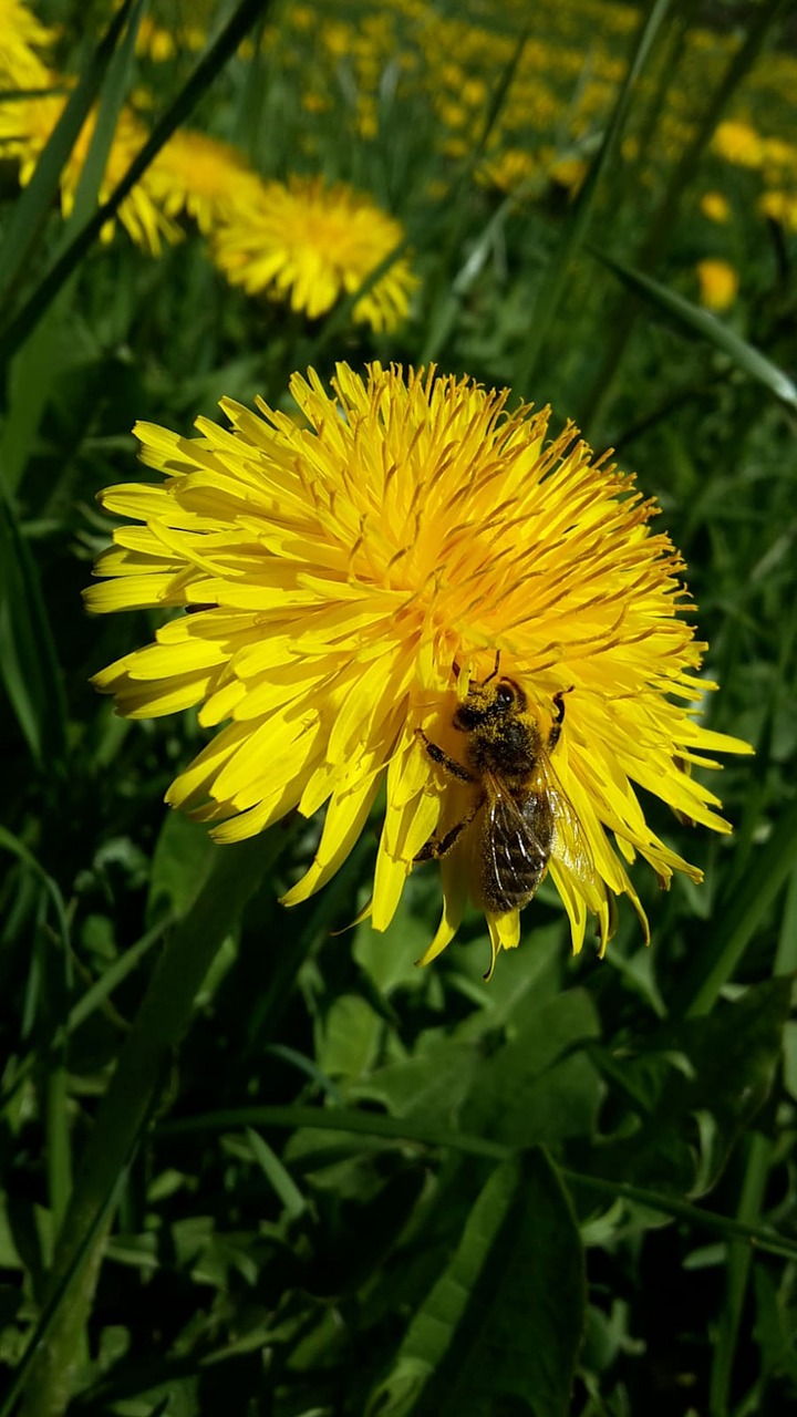 spring  dandelion  flowers free photo