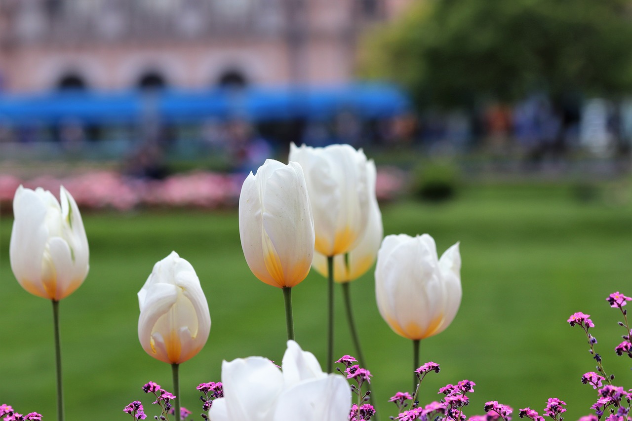 spring  white tulips  bloom free photo