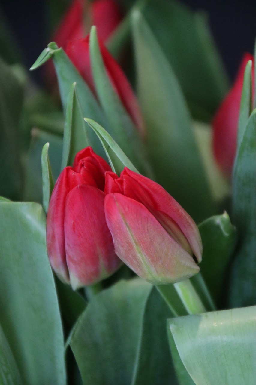 spring  tulips  flowers free photo