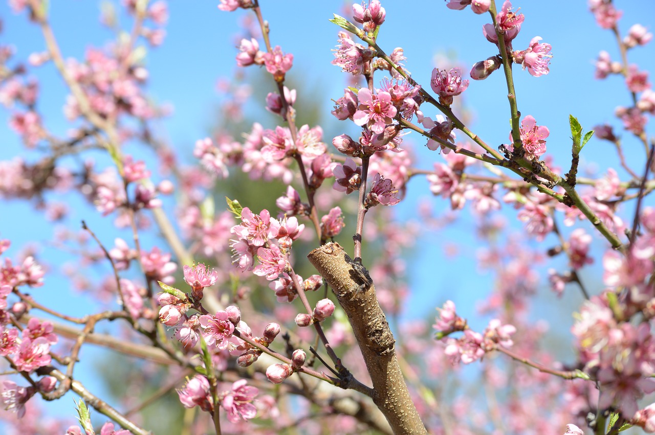 spring  pink  flower free photo