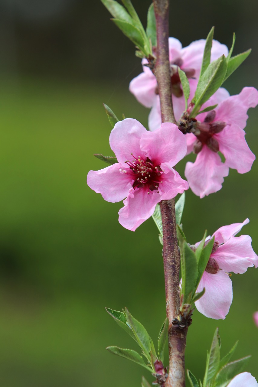 spring  copy flower  cherry blossom free photo