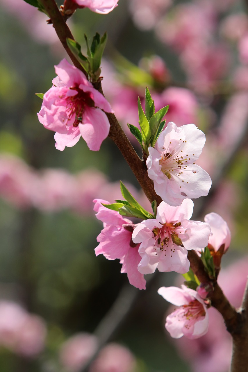 spring  copy flower  cherry blossom free photo