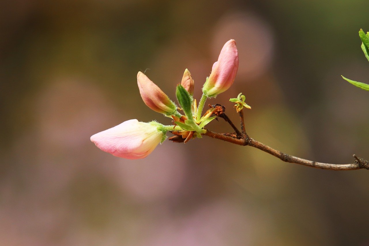 spring  azalea  flowers free photo