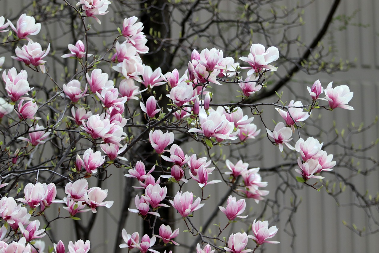 spring  magnolia  flowers free photo