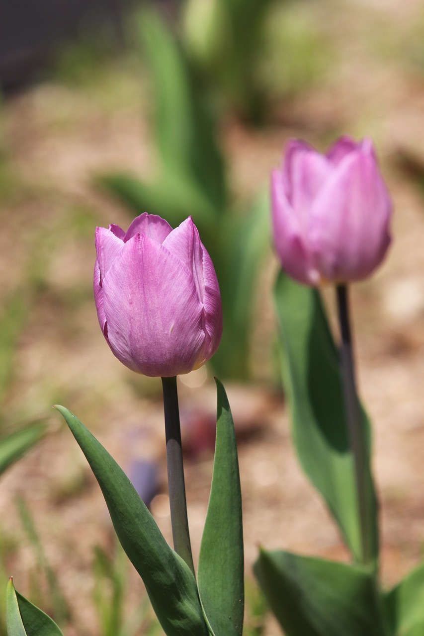 spring  spring flowers  tulip free photo