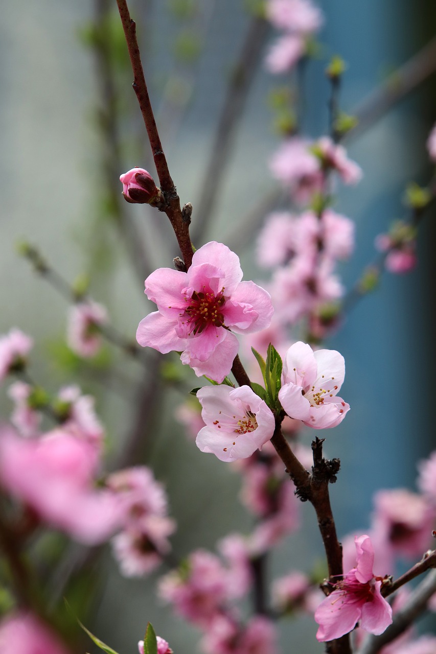 spring  spring flowers  peach blossom free photo