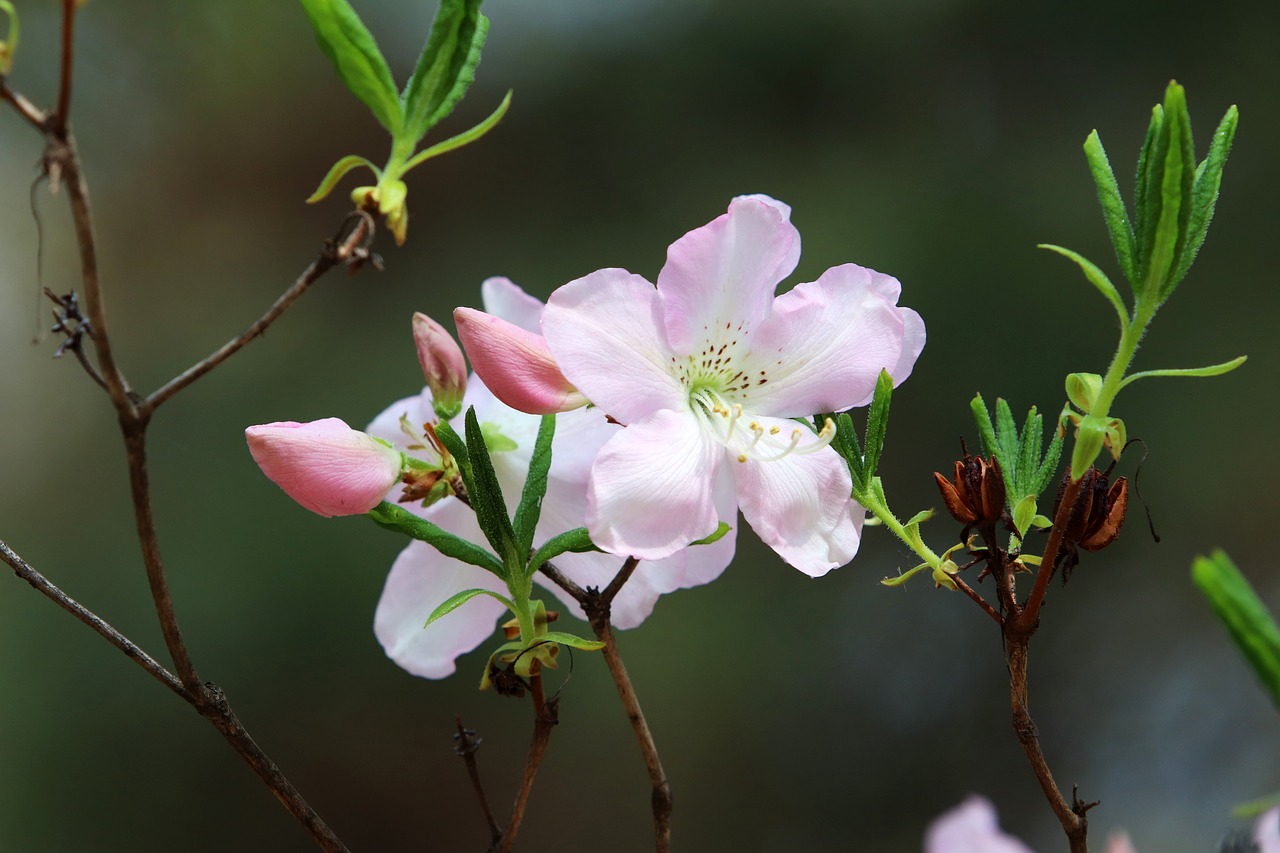 spring  azalea  flowers free photo