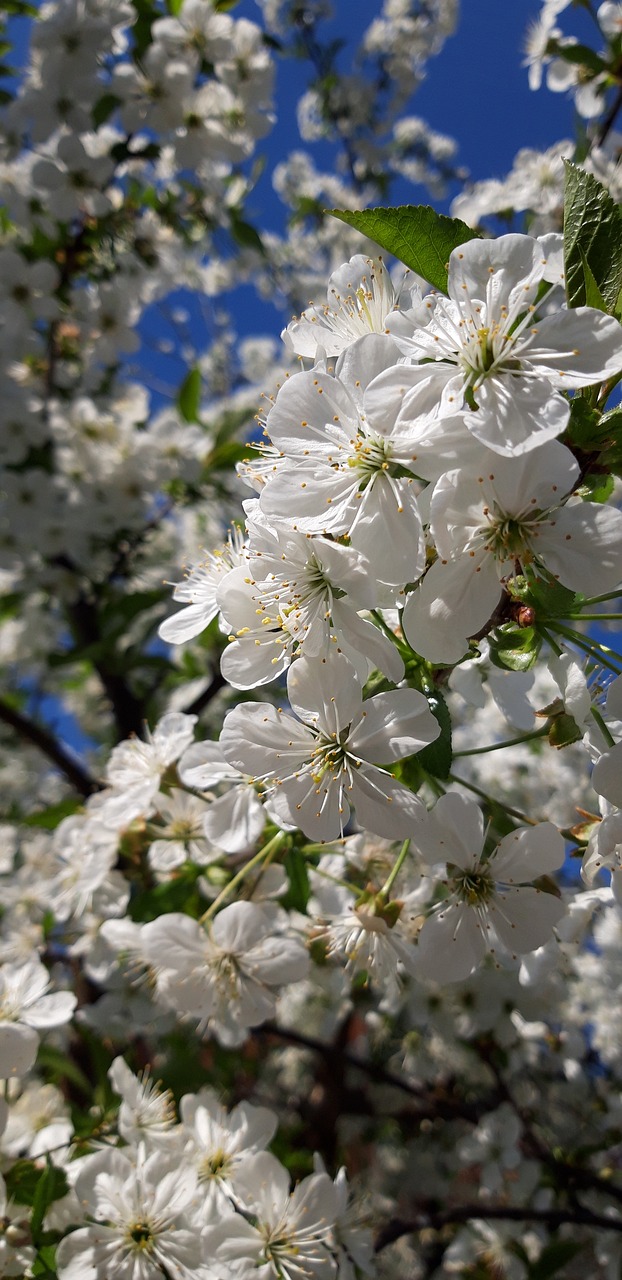 spring  cherry  tree free photo