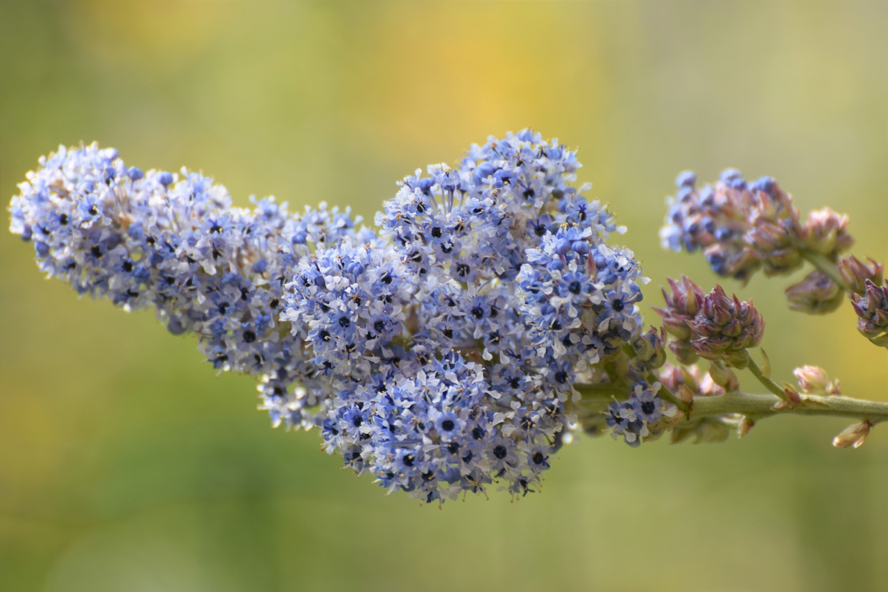 spring  flower  nature free photo