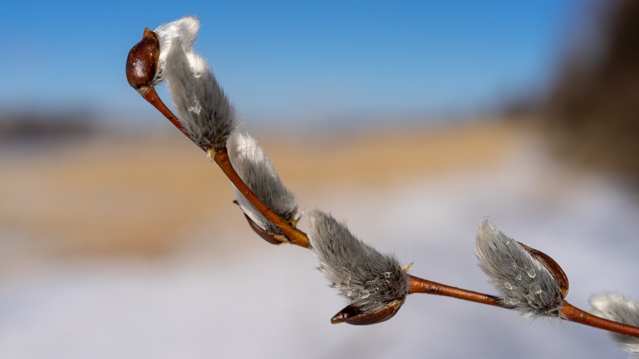 spring  verba  nature free photo